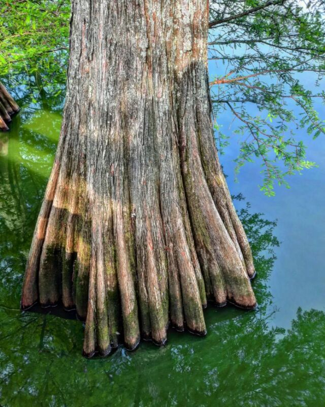 Bald cypress #patternsinnature #reflection