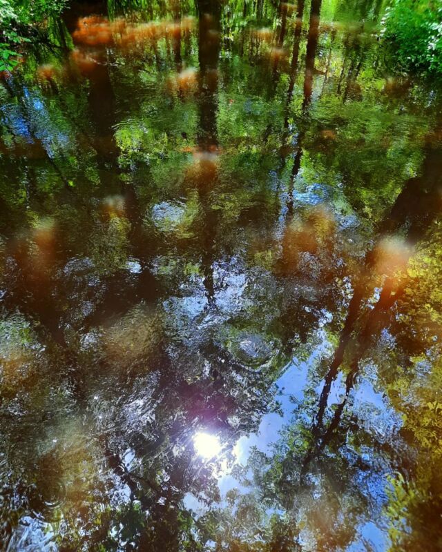 #reflection #swamp #patternsinnature