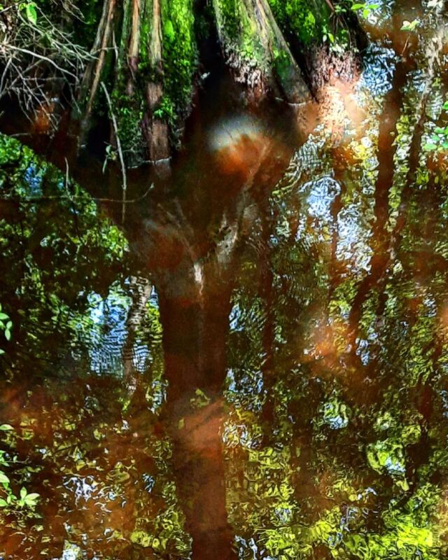 #swamp #reflection #patternsinnature
