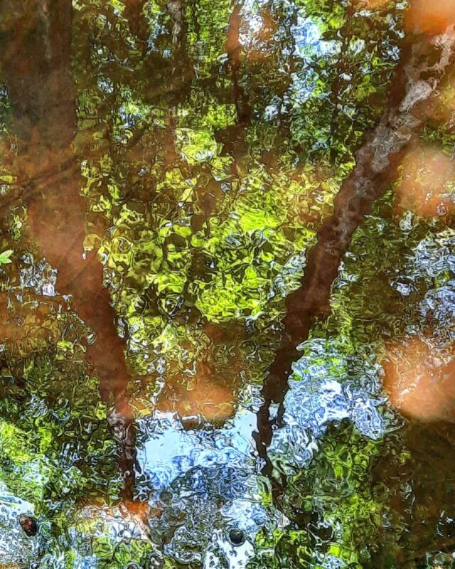 #patternsinnature #reflection #swamp