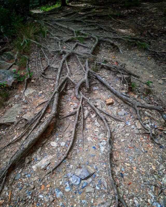 #patternsinnature #roots