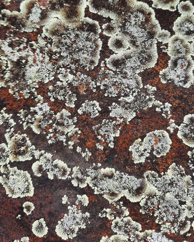 #lichen #patternsinnature