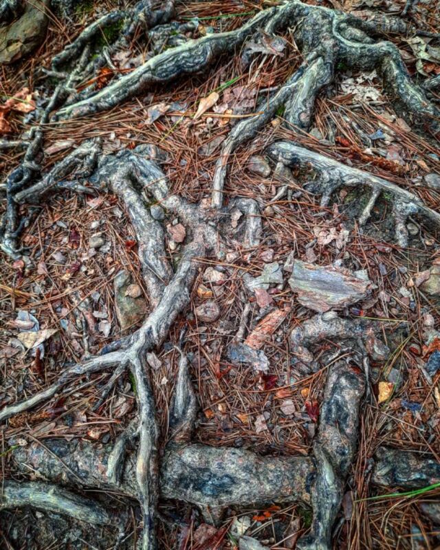 #roots #patternsinnature