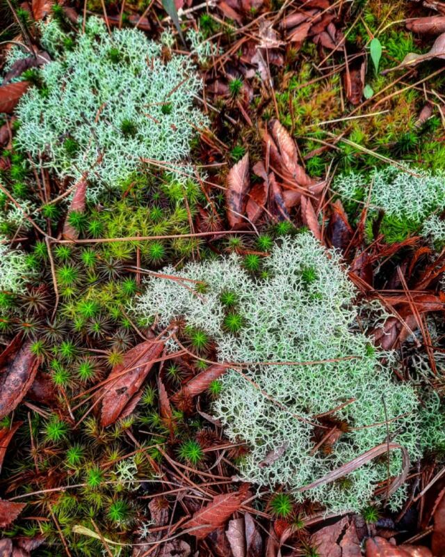 #patternsinnature #lichen #moss