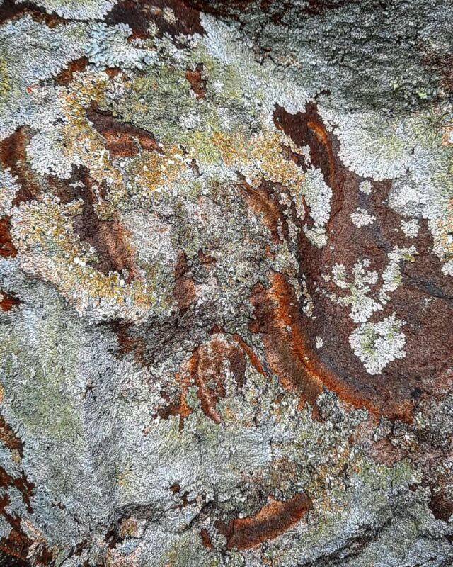 #lichen #rock #patternsinnature