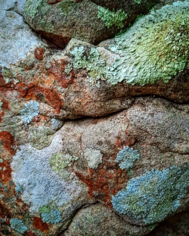 #lichen #rock