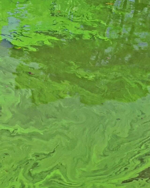 Pond algae #reflection