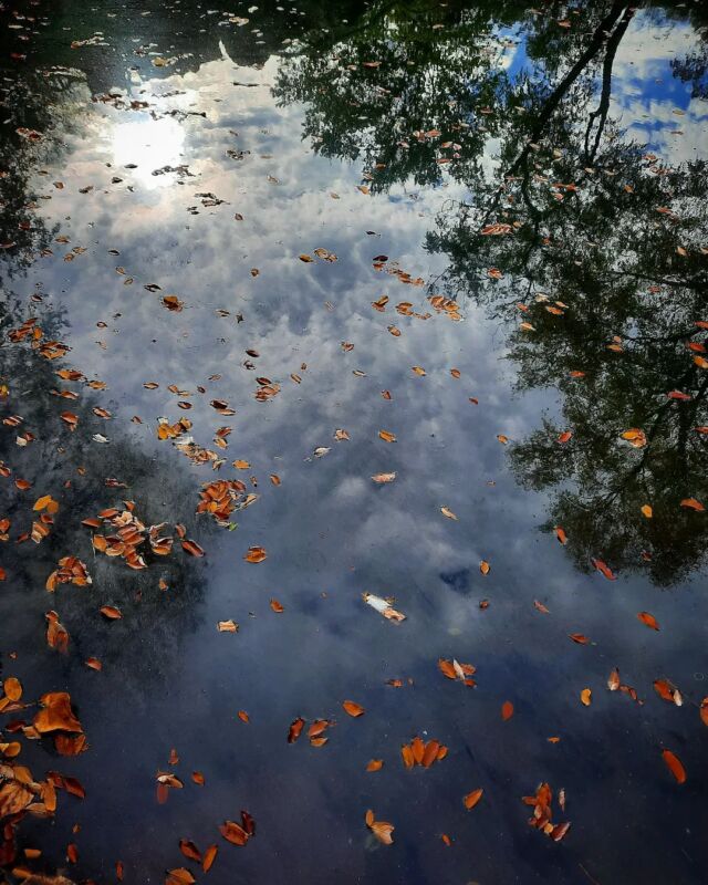 #reflection #patternsinnature #fall