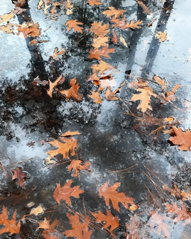 #reflection #fall