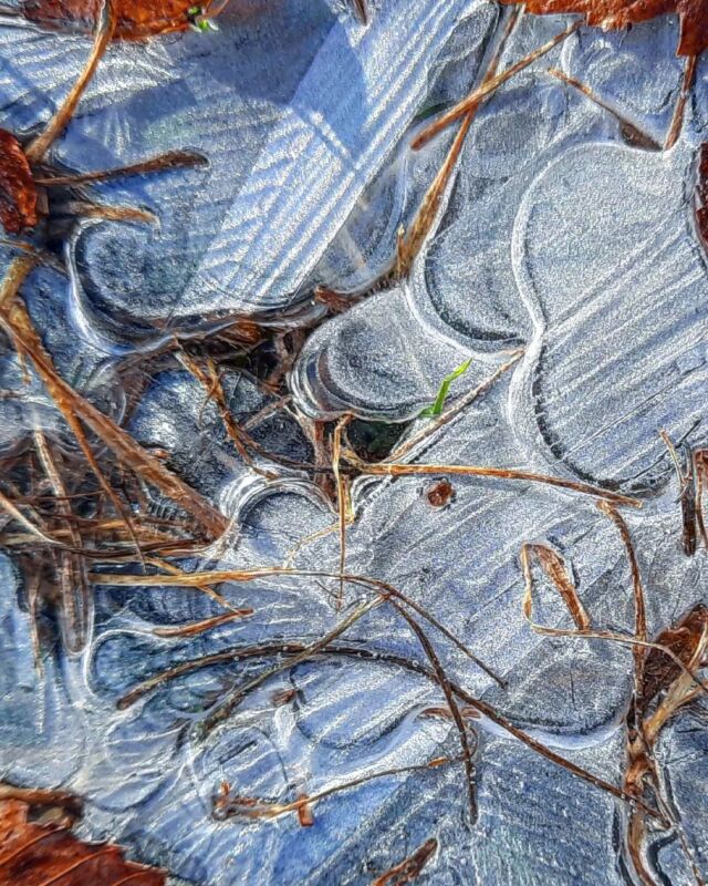 #ice #leaves #grass