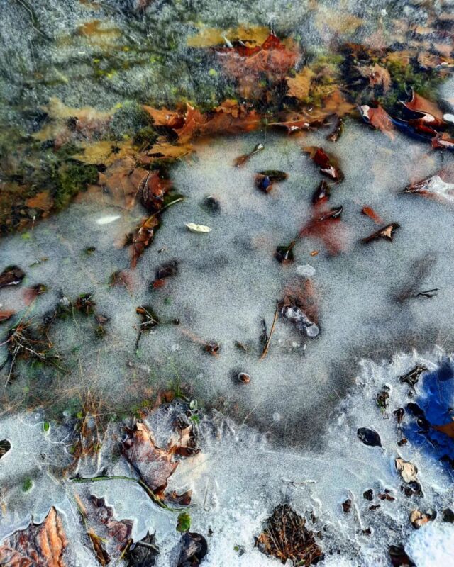 #ice #leaves #Water